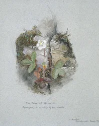 A Wild Strawberry Plant